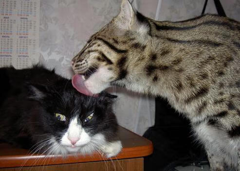 东决关键战之夜，塔图姆成为胜负手